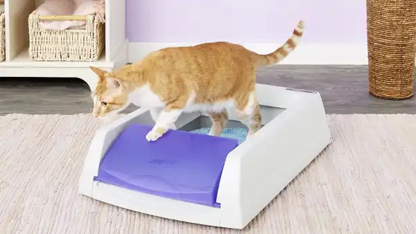 scoopfree litter box