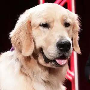 Fuller House Dog Cosmo Dies After Complications From Surgery