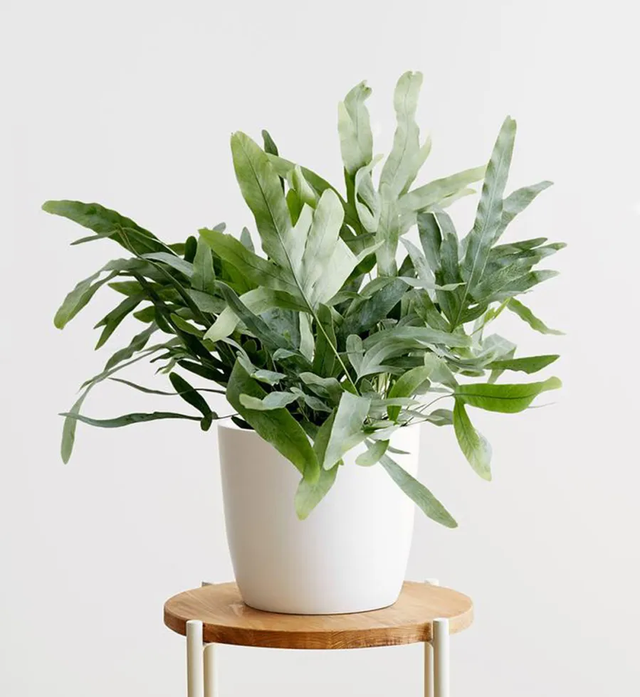 Haute Hostess Gift Guide - Ansel & Ivy Wintermint