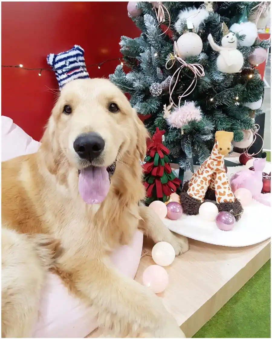 Kaitlyn Bristowe and Jason Tartick Adopt New Dog