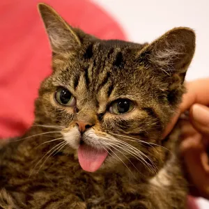 Lil Bub Dead Beloved Internet Cat Dies at 8