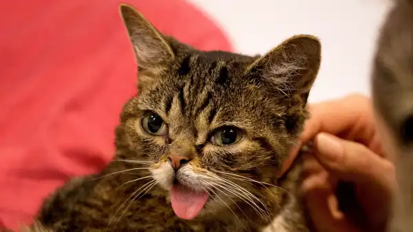 Lil Bub Dead Beloved Internet Cat Dies at 8