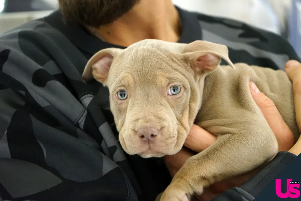 The-Challenge&rsquo;s-Zach-Nichols-and-Jenna-Compono-Adopt-a-New-Puppy Luxury Handbag Shopping