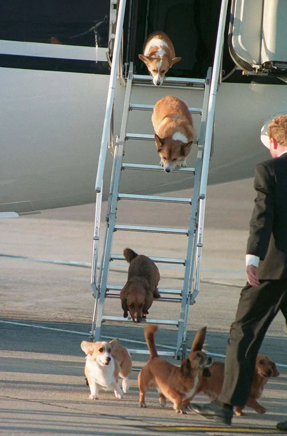 The-Queens-corgis-deboarding