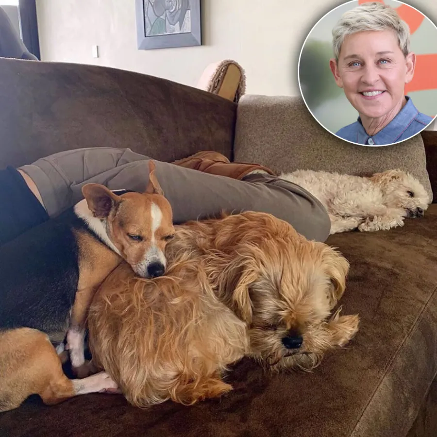 These Celebs Can’t Get Enough of Their Furry Friends