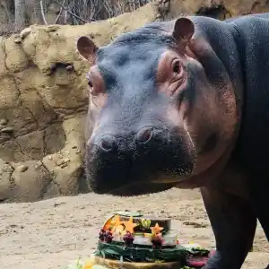Fiona the Hippo Celebrates Her 3rd Birthday With a Special Cake