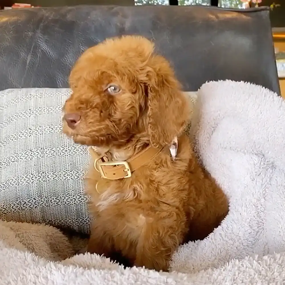 Kris Jenner&rsquo;s New Dog Came From Same Litter as Chrissy Teigen&rsquo;s New Pup