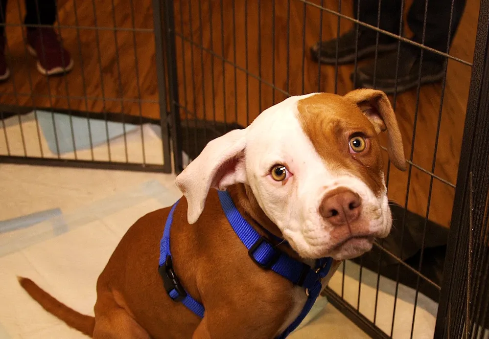 Puppy Bowl 2020 Meet the Paw-dorable Starting Lineup