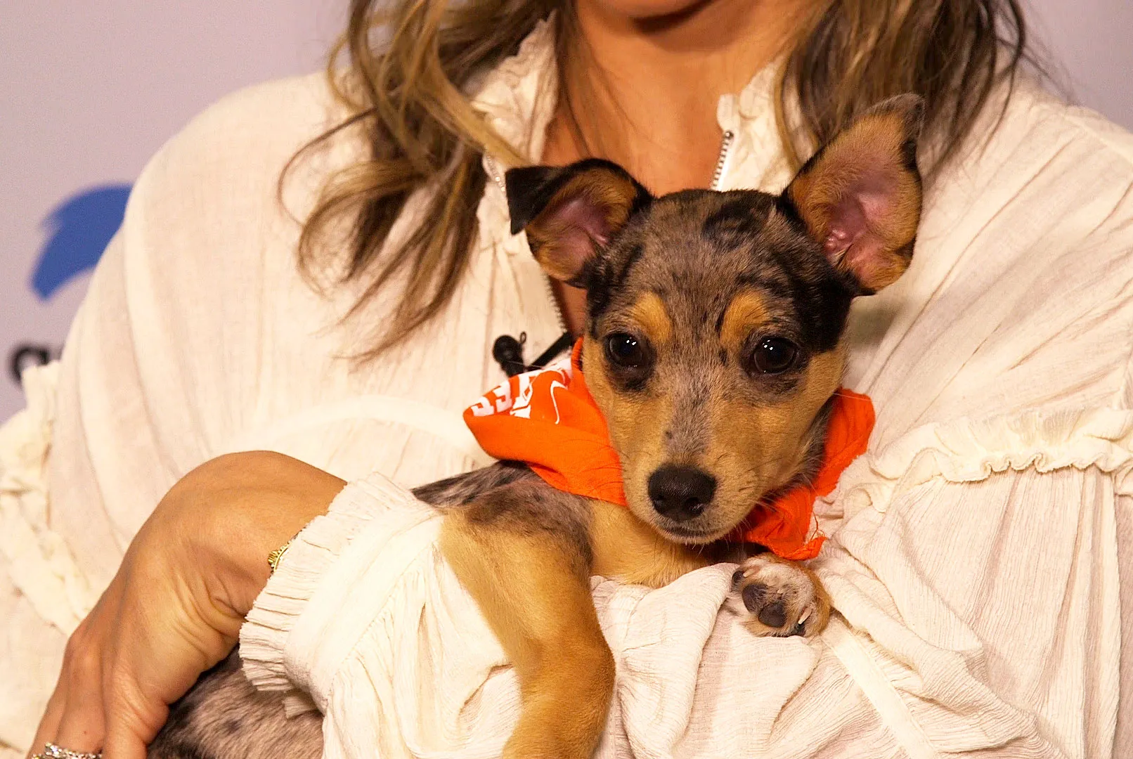 Puppy Bowl 2020 Meet the Paw-dorable Starting Lineup