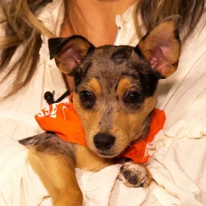 Puppy Bowl 2020 Meet the Paw-dorable Starting Lineup