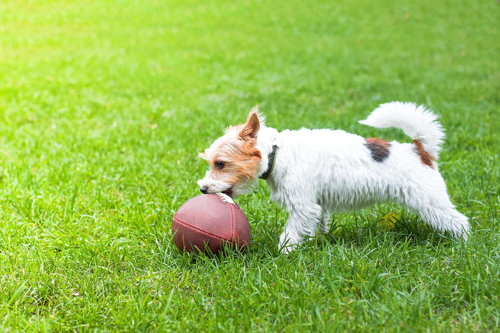 dog-playing-football