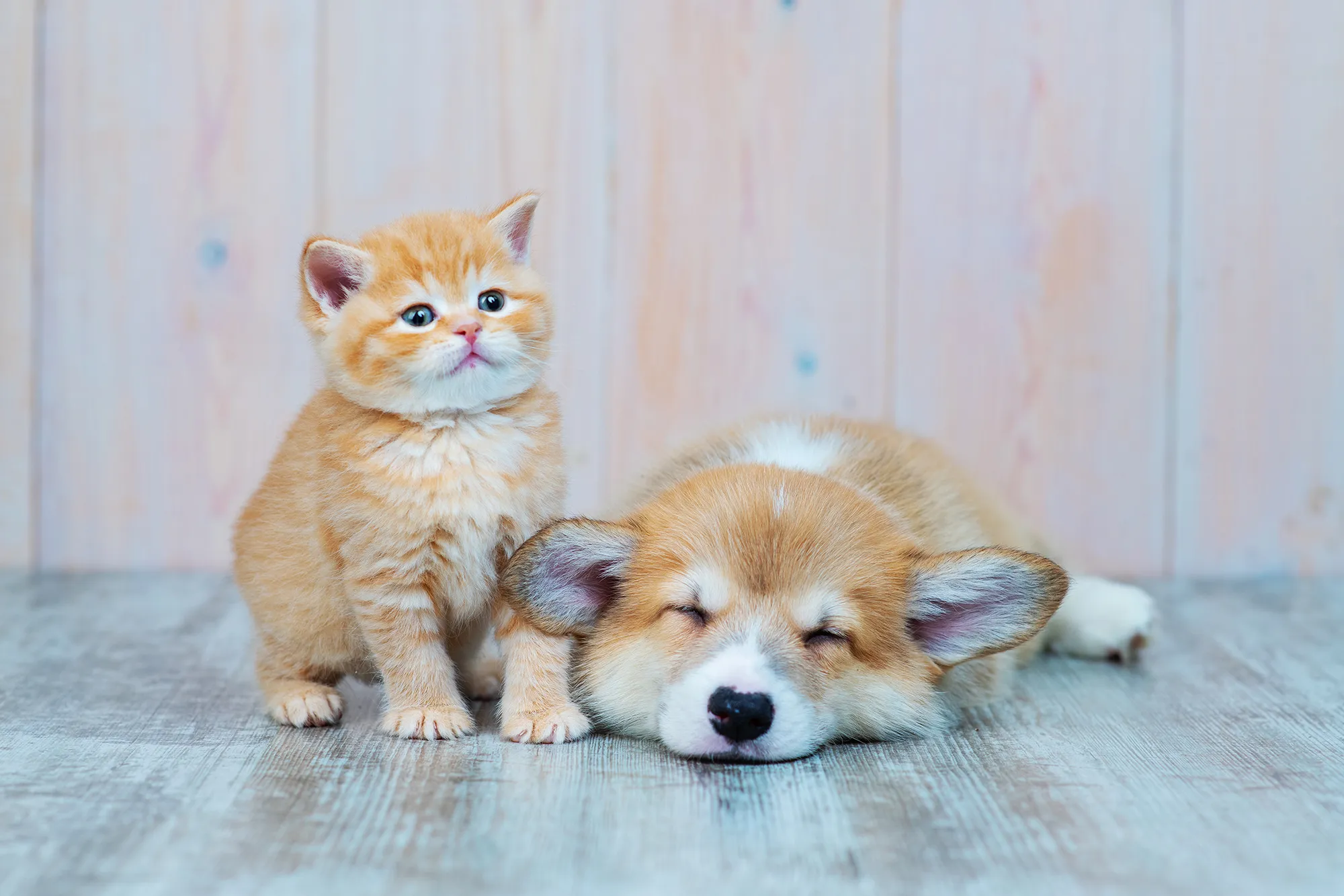 kitten-puppy
