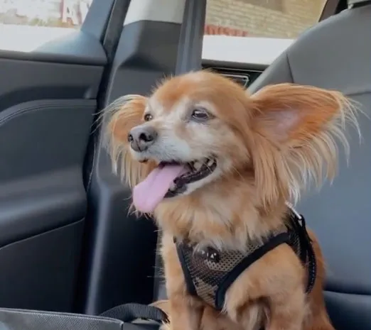 Dean Unglert and Caelynn Miller-Keyes Adopt Senior Rescue Dog Together