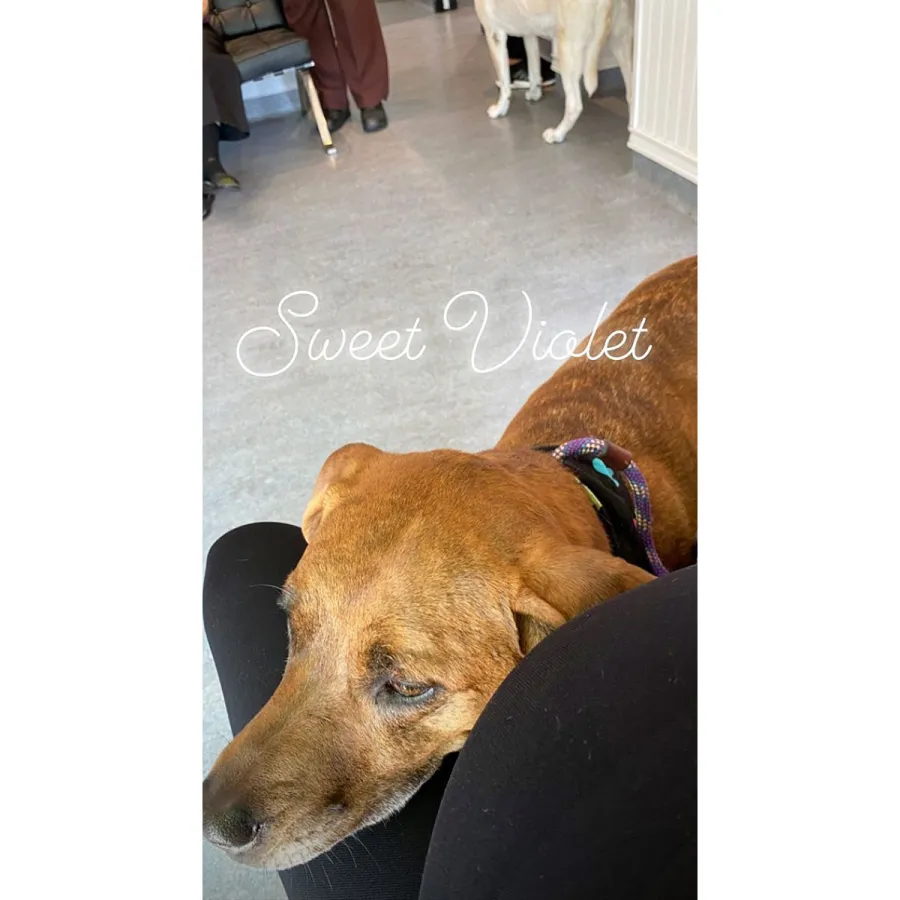 Jenna Dewan Baby Bump with Dog