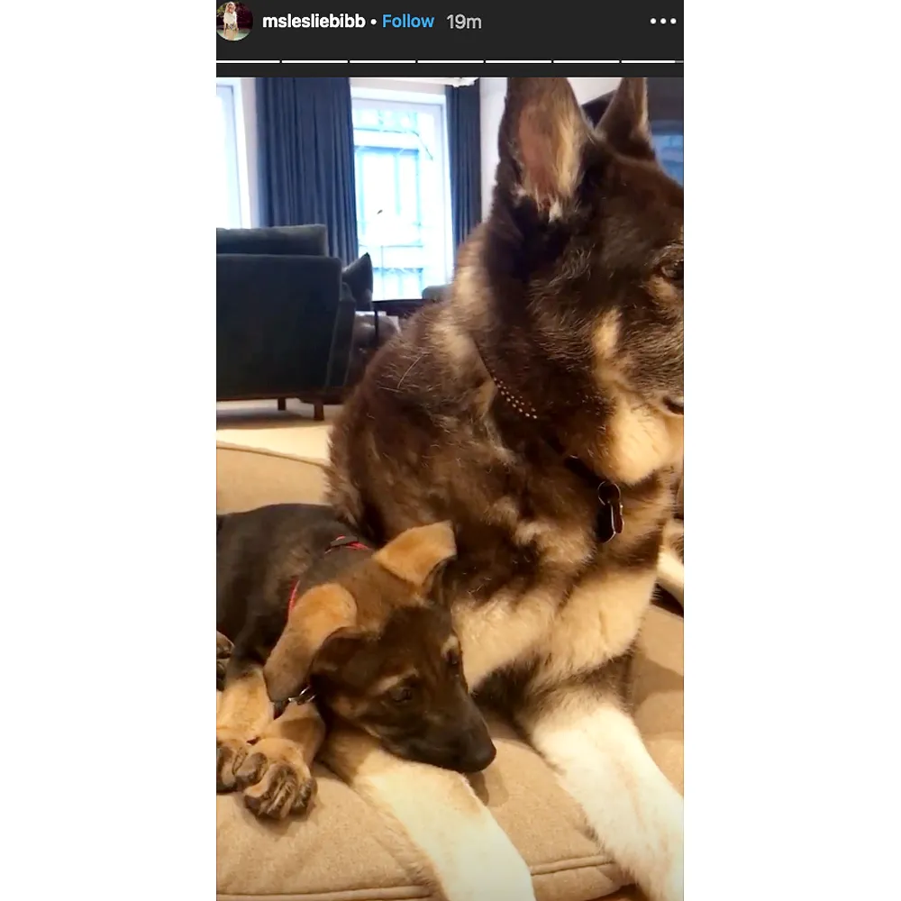 Leslie Bibb Sam Rockwell Add to Their Family New Rescue Pup