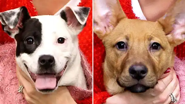These Adoptable Pups Are Looking for a Valentine