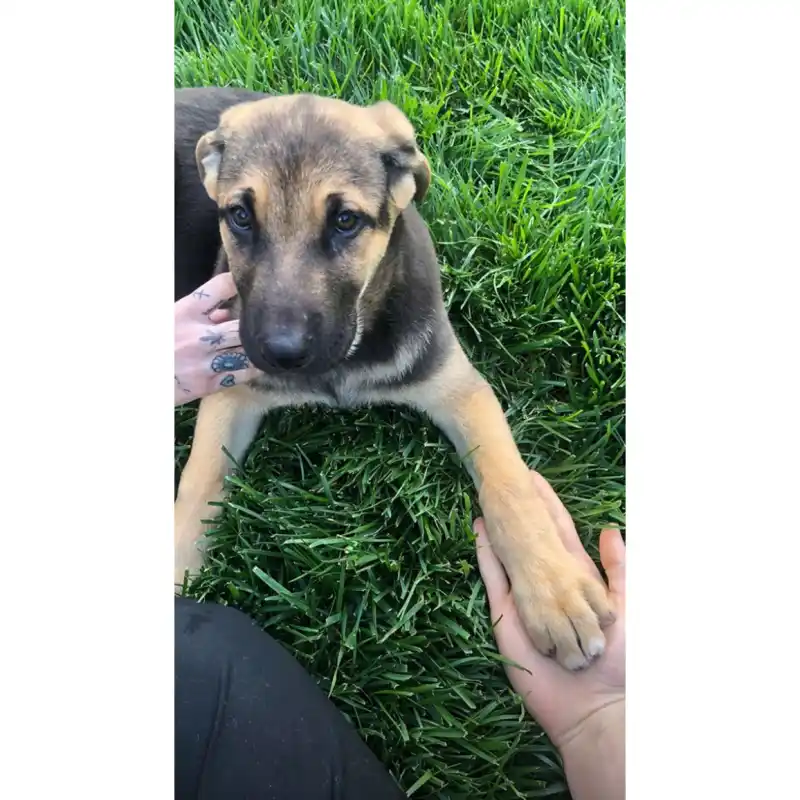 Miley Cyrus and Cody Simpson Introduce Fans to New Pup