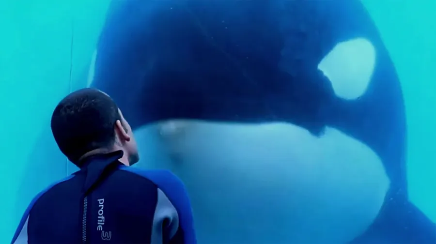 Blackfish Documentaries to Stream Just as Good as Tiger King