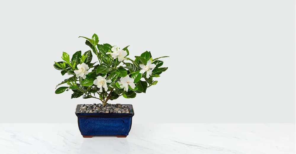 Blossoming Abundance Gardenia Bonsai - 8 inches