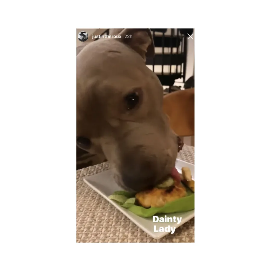 Burger Duo Fancy Dinners Justin Theroux Has Had With His Dog in Quarantine