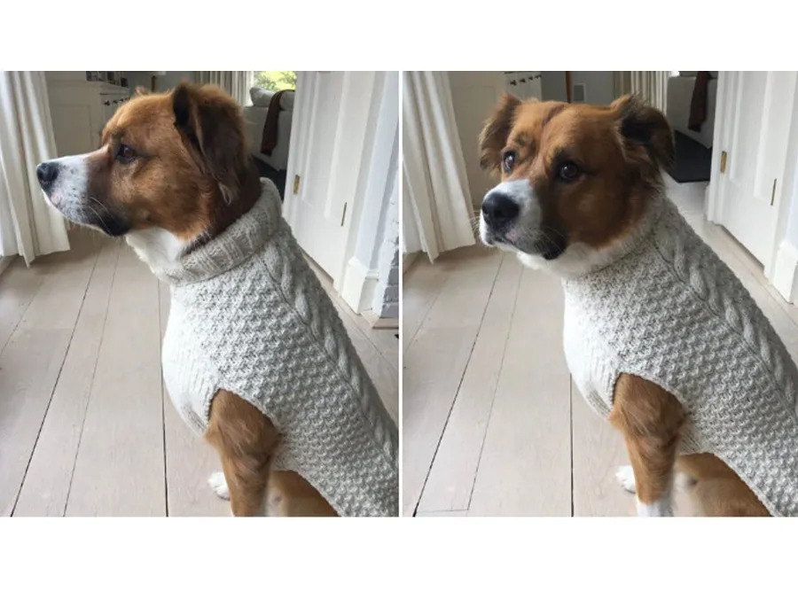 Chris Evans and His Dog