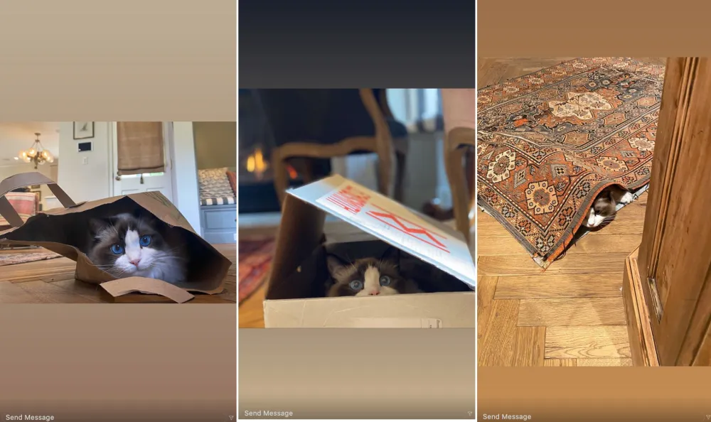 Joe Alwyn Is Quarantine With Taylor Swift and Her Cats