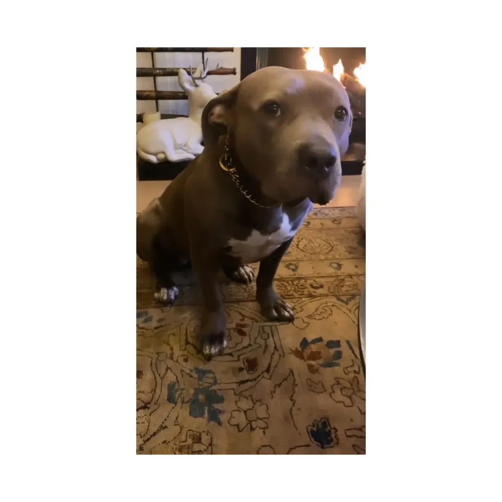 Justin Theroux Shares a Candlelight Pasta Dinner With His Dog Kuma in Quarantine