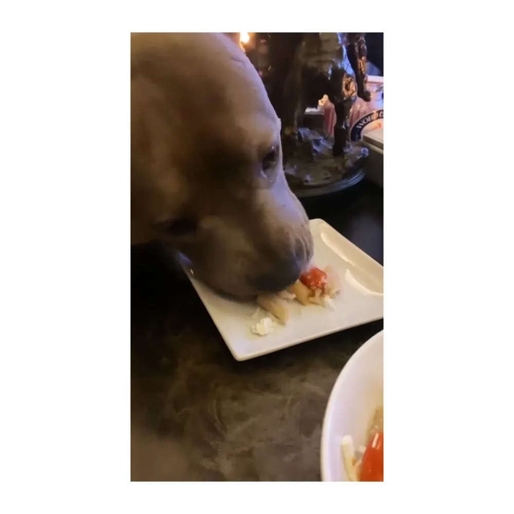 Justin Theroux Shares a Candlelight Pasta Dinner With His Dog Kuma in Quarantine