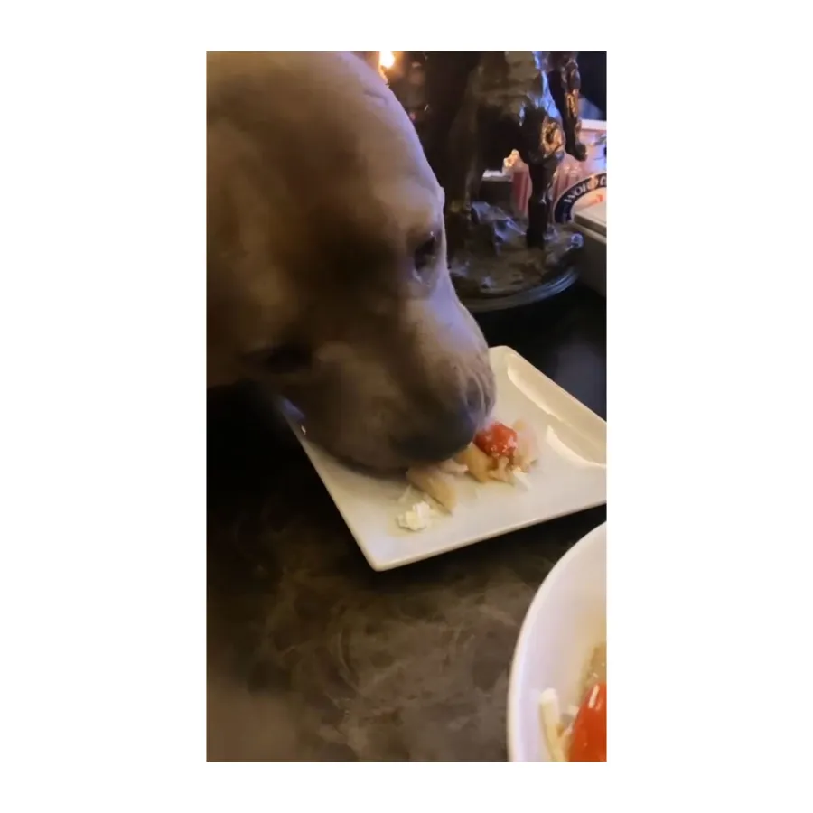 Pasta for the Pair Fancy Dinners Justin Theroux Has Had With His Dog in Quarantine