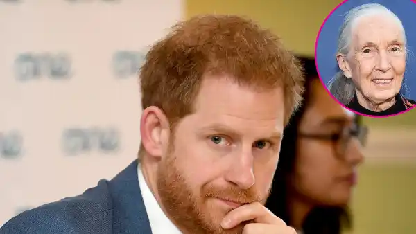 Prince Harry Is Finding Life a Bit Challenging in Los Angeles Jane Goodall