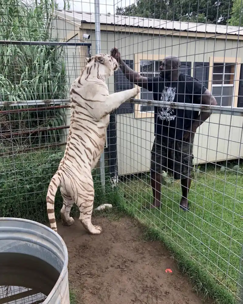 Shaquille O'Neal Stars With Connections to Tiger King