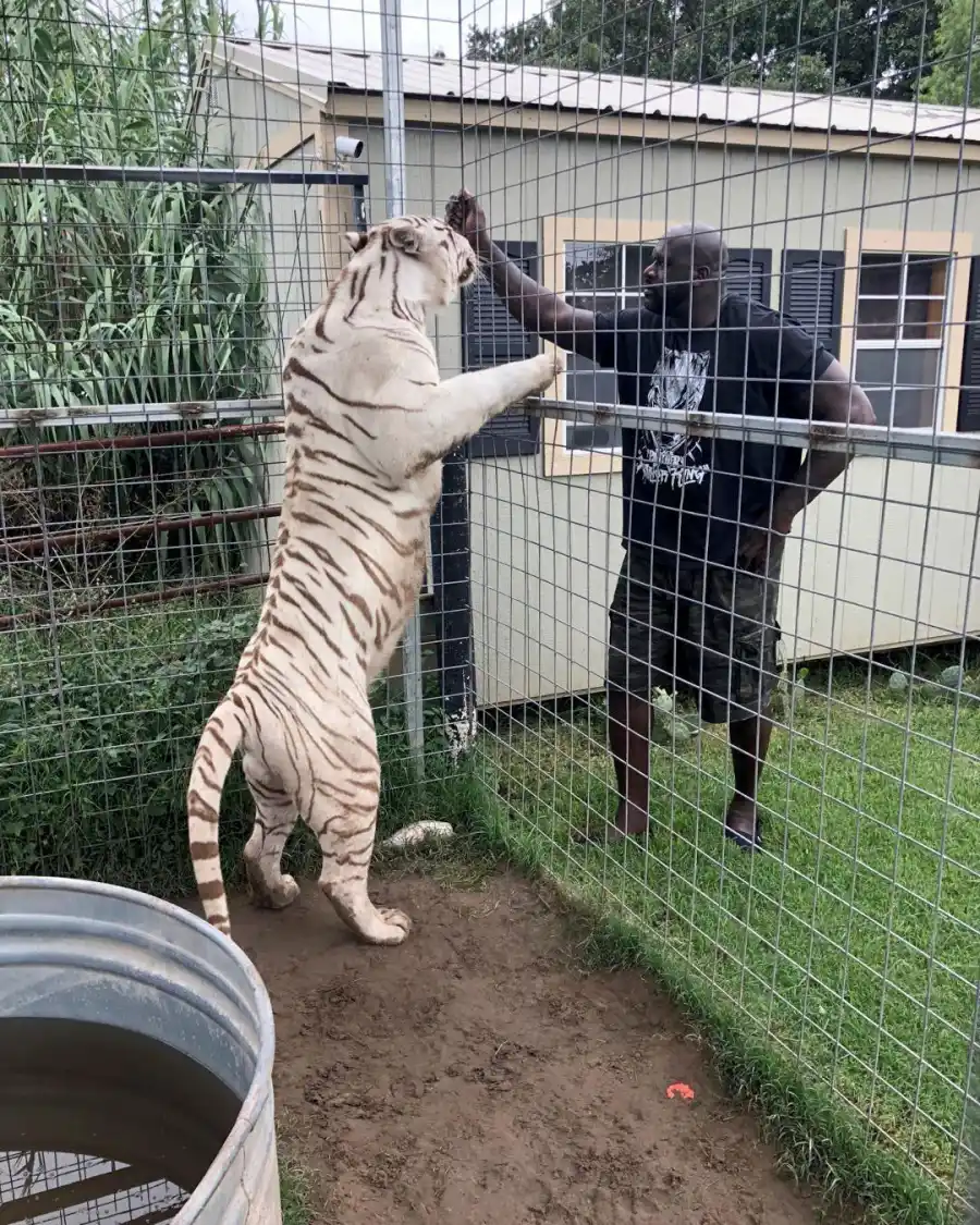 Shaquille O'Neal Stars With Connections to Tiger King