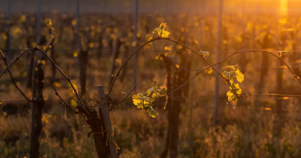 vineyard stock photo