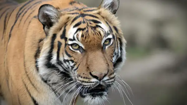 Tiger at Bronx Zoo in New York Tests Positive for Coronavirus