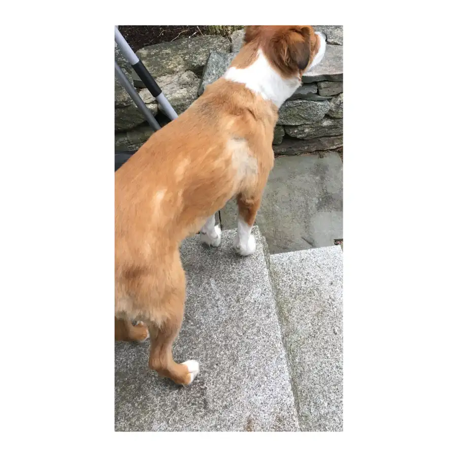 Chris Evans Cuts His Dogs Hair in Quarantine