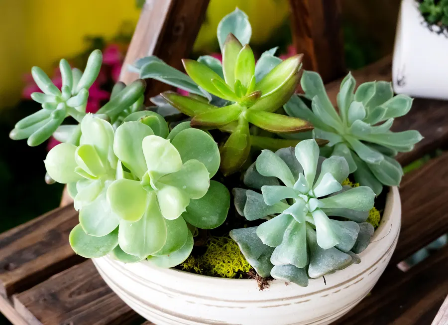 Succulent Garden Recreate Kourtney Kardashian Chic Kitchen With These Staples