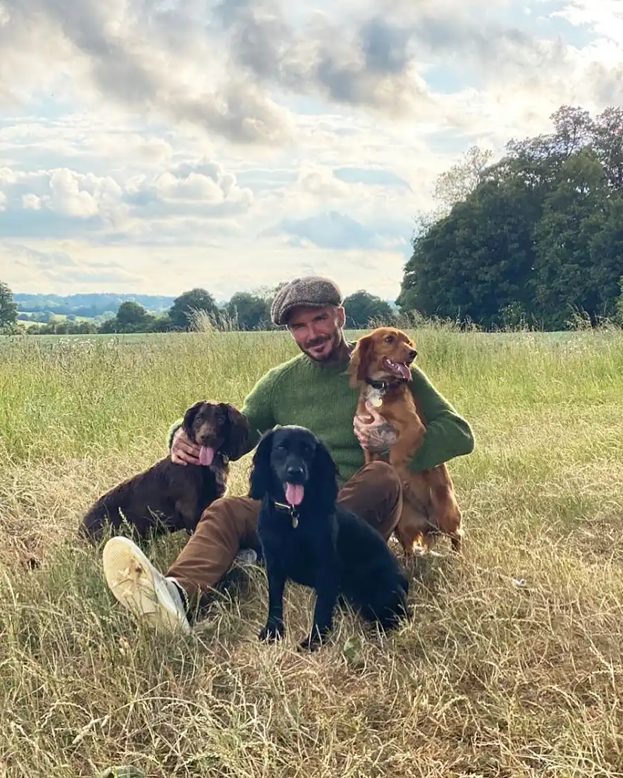 David Beckham and Dogs Olive Fig and Sage Celebrities Who Have Pets With Food-Inspired Names