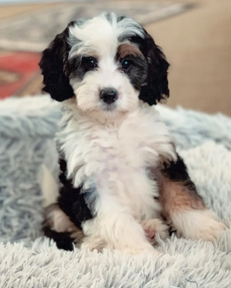 Anna Camp adopts Mira dog