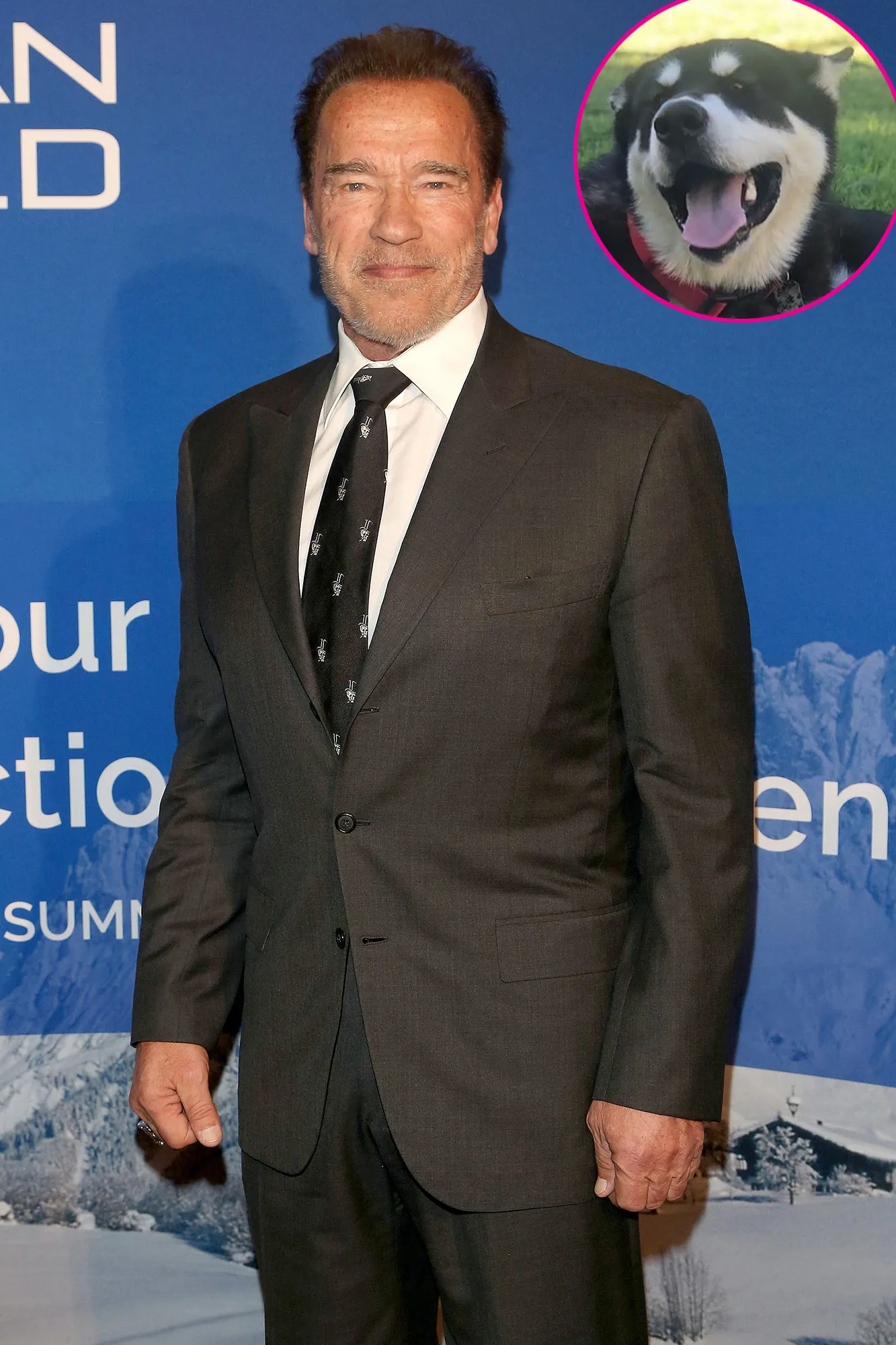 Arnold Schwarzenegger New Dog Dutch Named After Predator Character