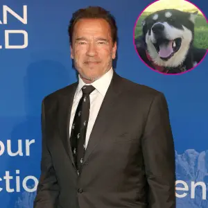 Arnold Schwarzenegger New Dog Dutch Named After Predator Character