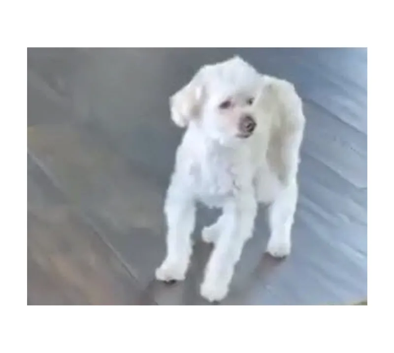 Ellen DeGeneres Portia de Rossi Say Goodbye Beloved Dog Wolf