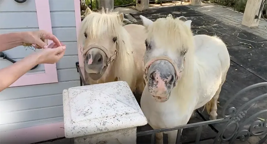 Lisa Vanderpump Hosts Instagram Cooking Show After Villa Blanca Closure