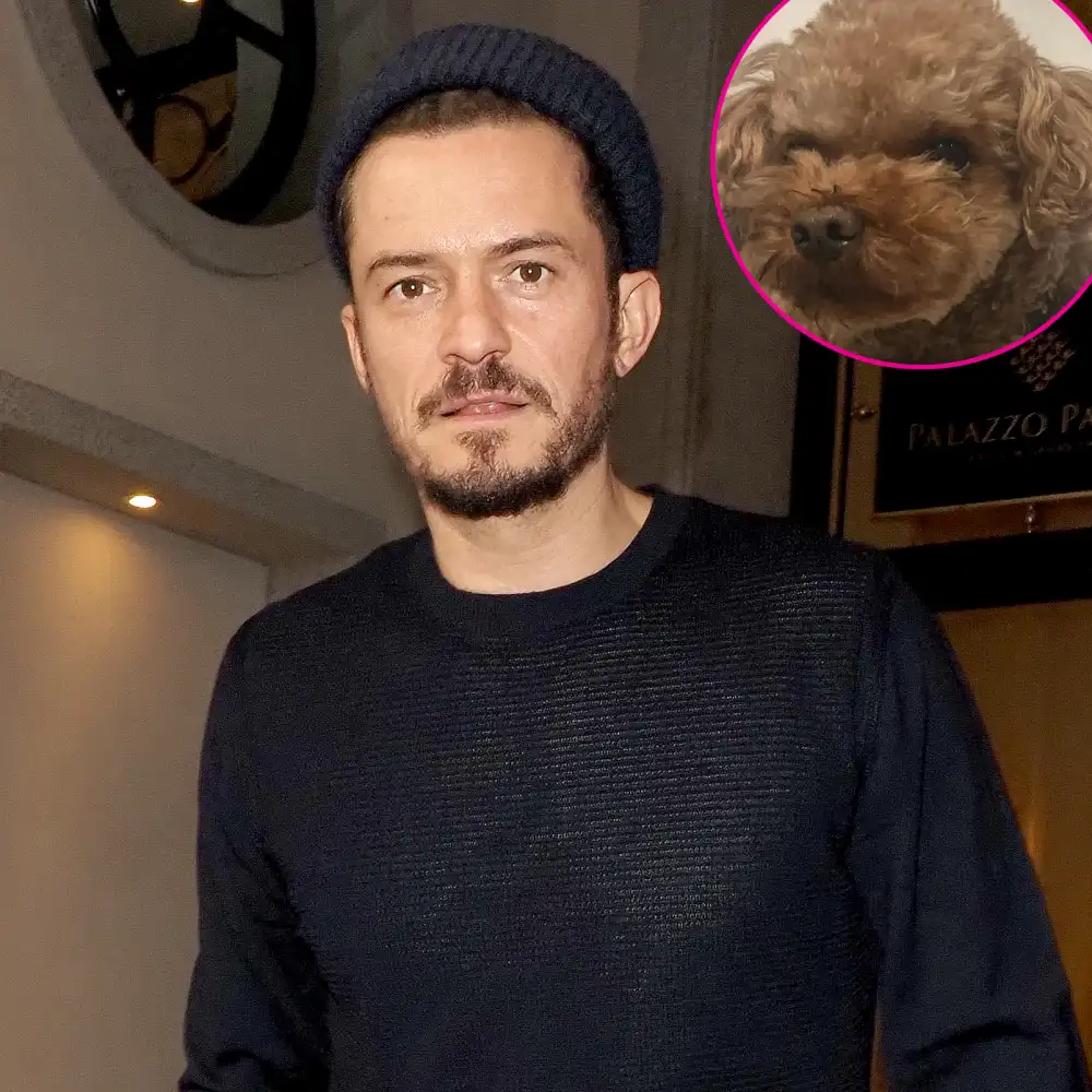 Orlando Bloom dog missing