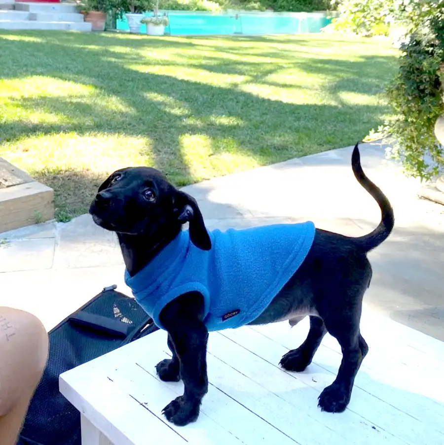 Dua Lipa and Boyfriend Anwar Hadid Adopt New Puppy Dexter