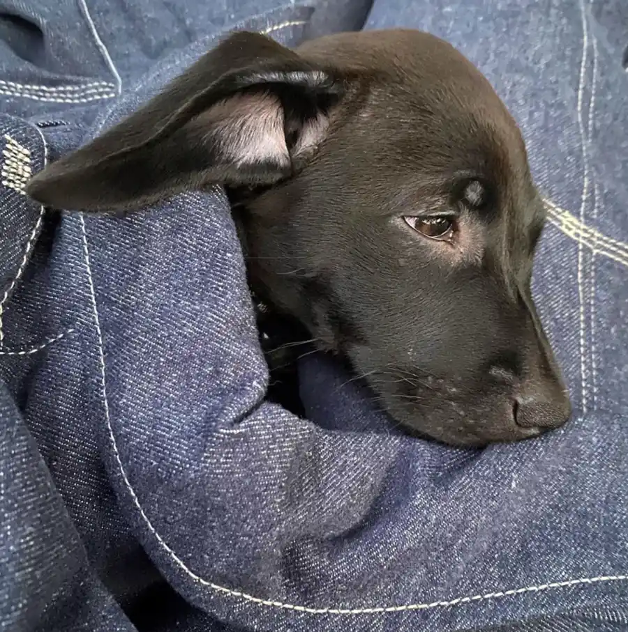 Dua Lipa and Boyfriend Anwar Hadid Adopt New Puppy Dexter