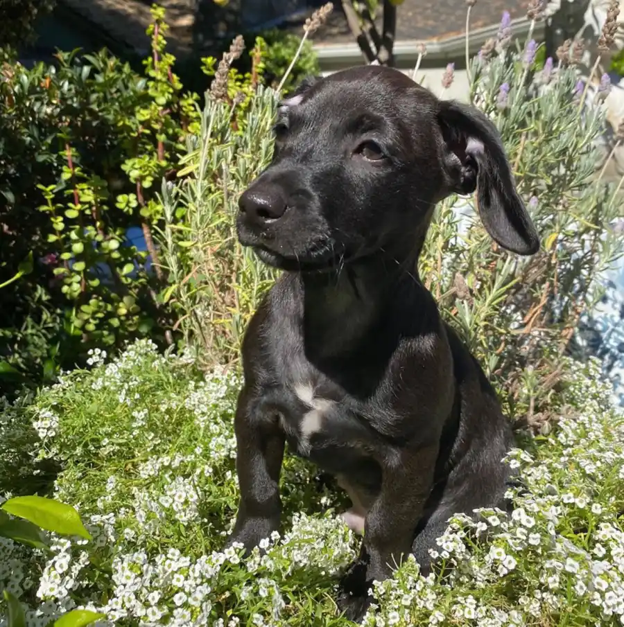 Dua Lipa and Boyfriend Anwar Hadid Adopt New Puppy Dexter
