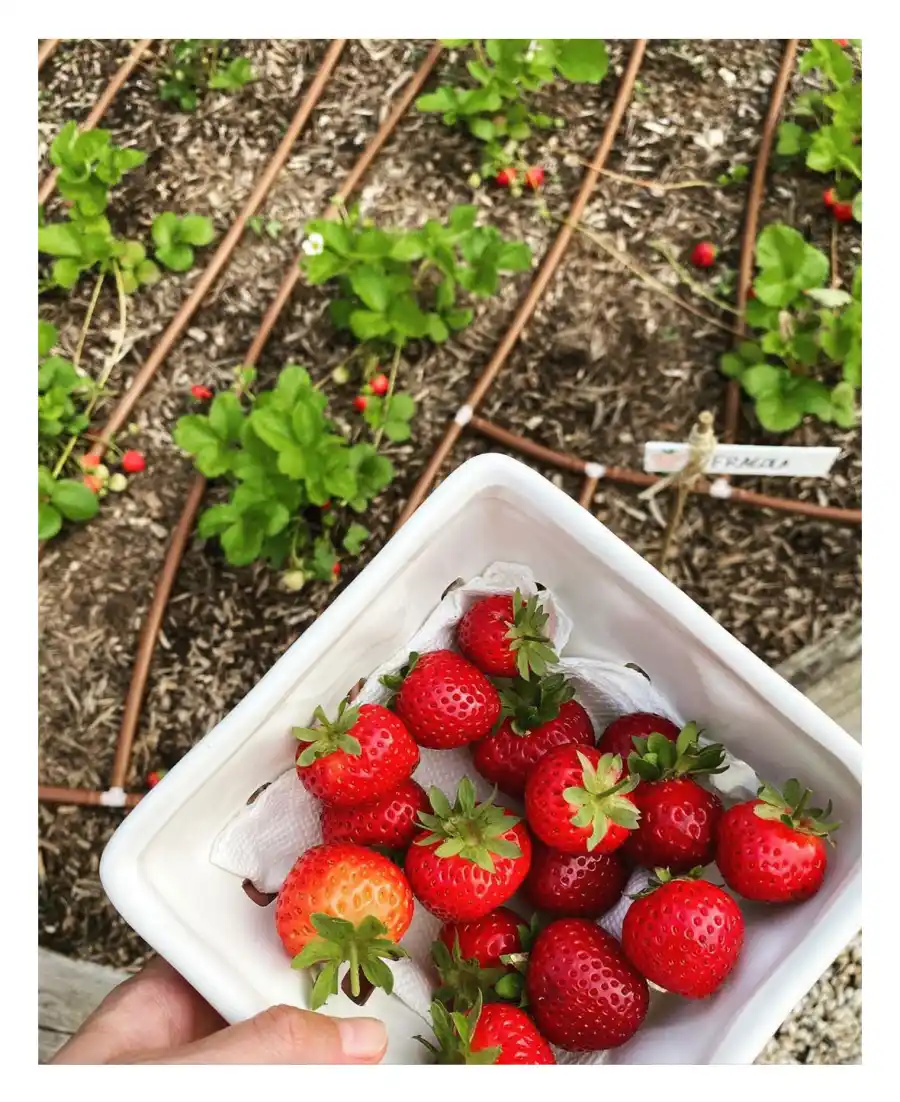 Gigi Hadid Revealed Her Biggest Pregnancy Cravings Strawberry