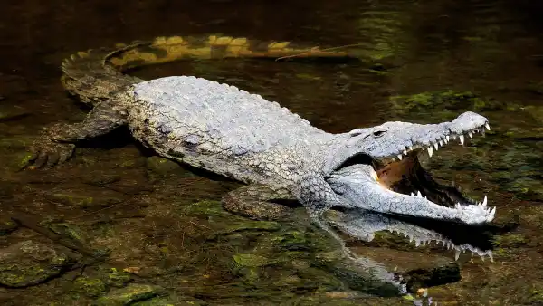 Massive Saltwater Crocodile Attacks Explored in New Special