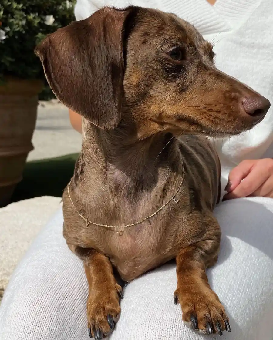 Sofia Richie Stuns In PrettyLittleThing Posing With Her Dog