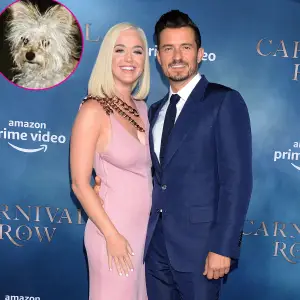 Katy Perry and Orlando Bloom Foster a New Puppy Buddy